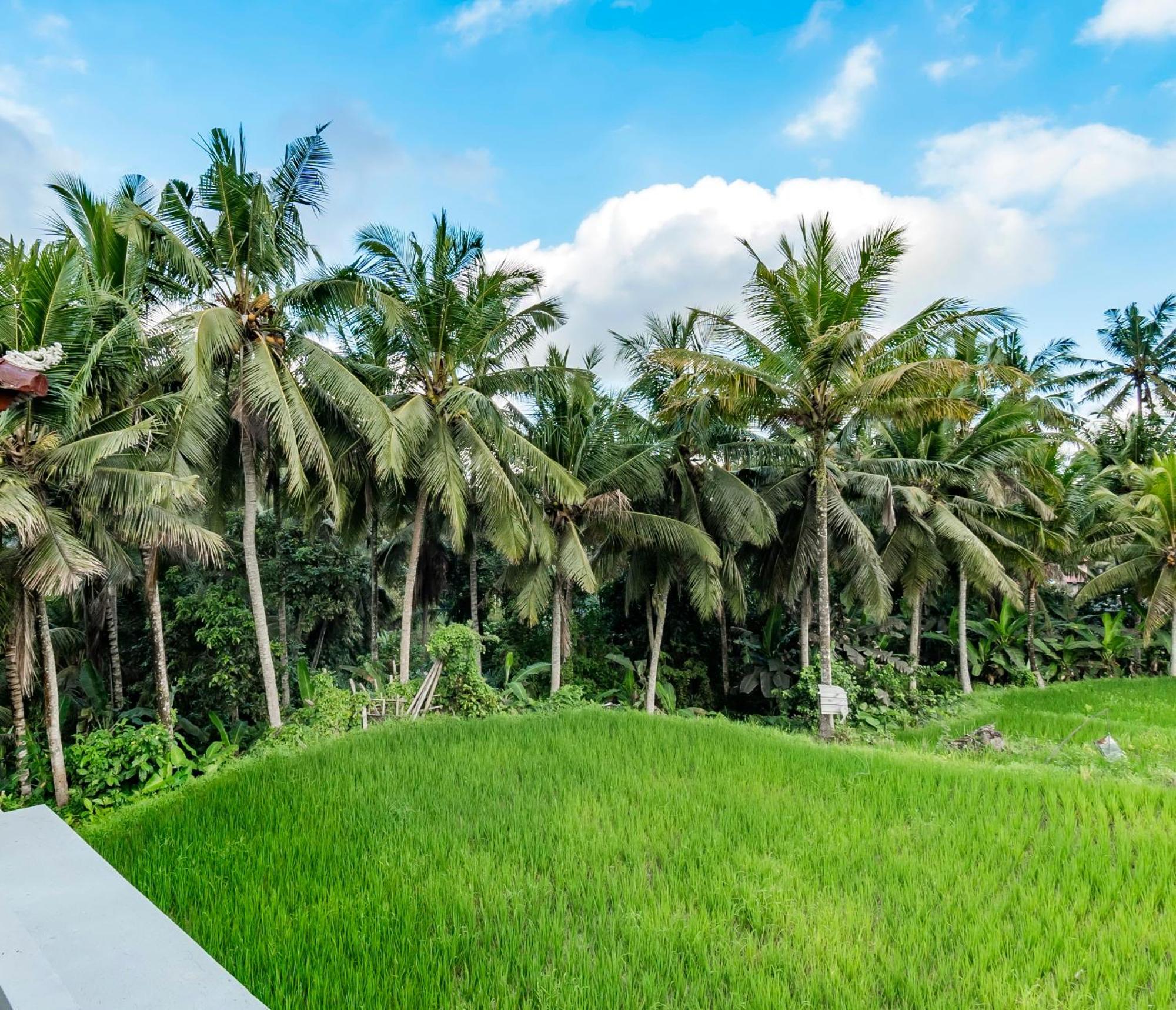 As I Am Ubud Retreat ห้อง รูปภาพ