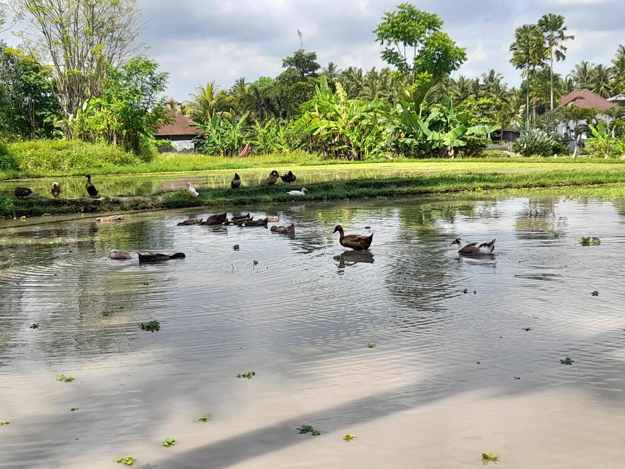 As I Am Ubud Retreat ภายนอก รูปภาพ